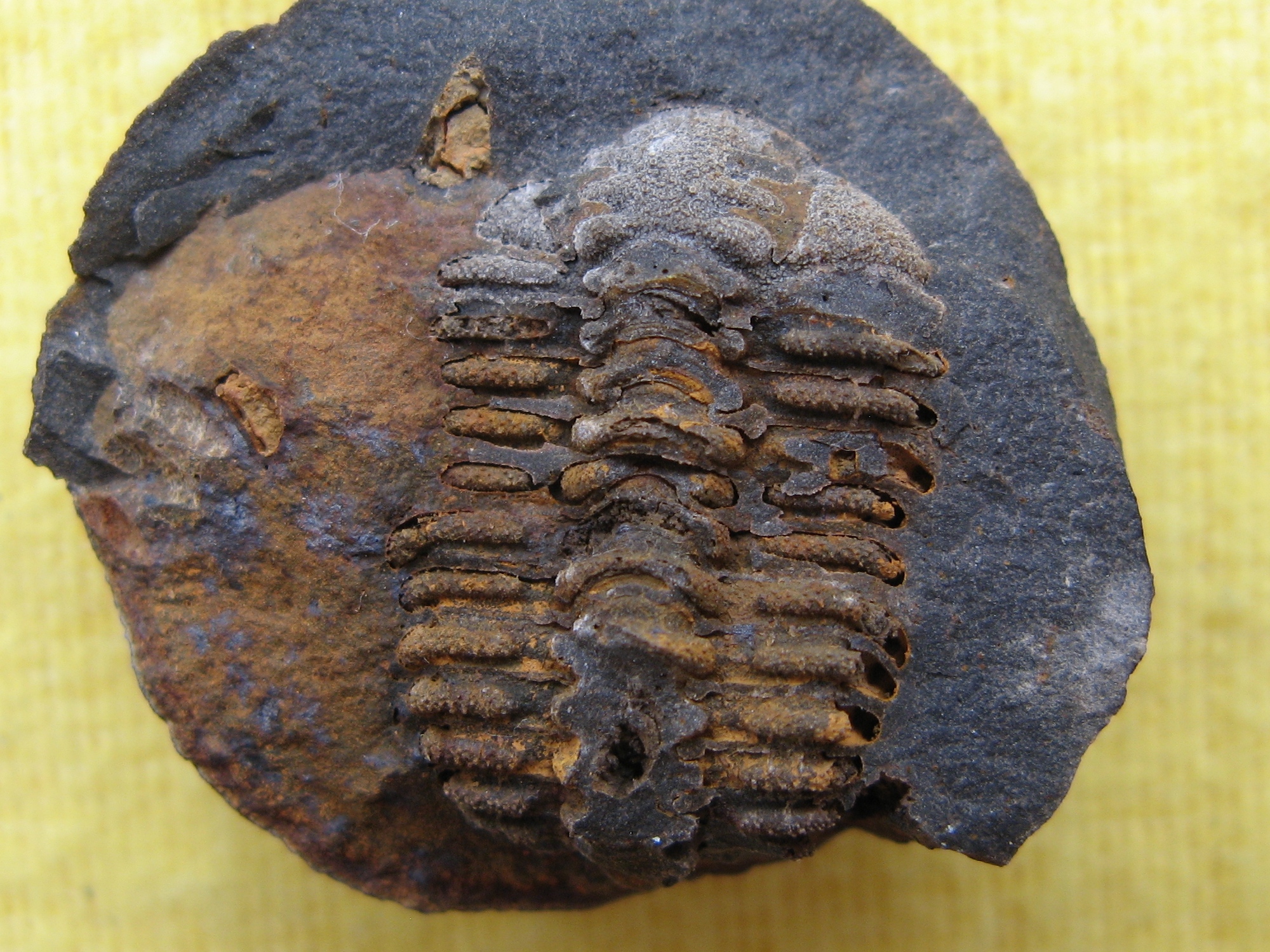 153 Osek 7-11-2015 17 Placoparia