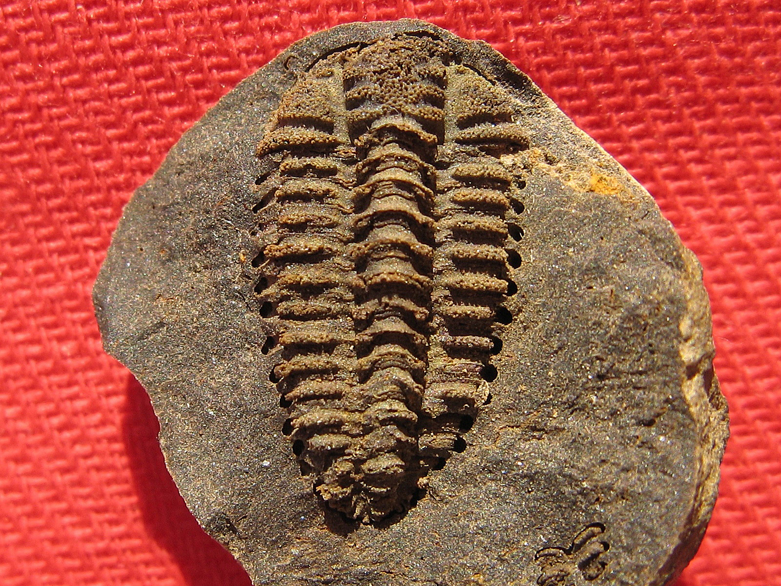 359 Těškov 24-8-2015 Placoparia cambriensis