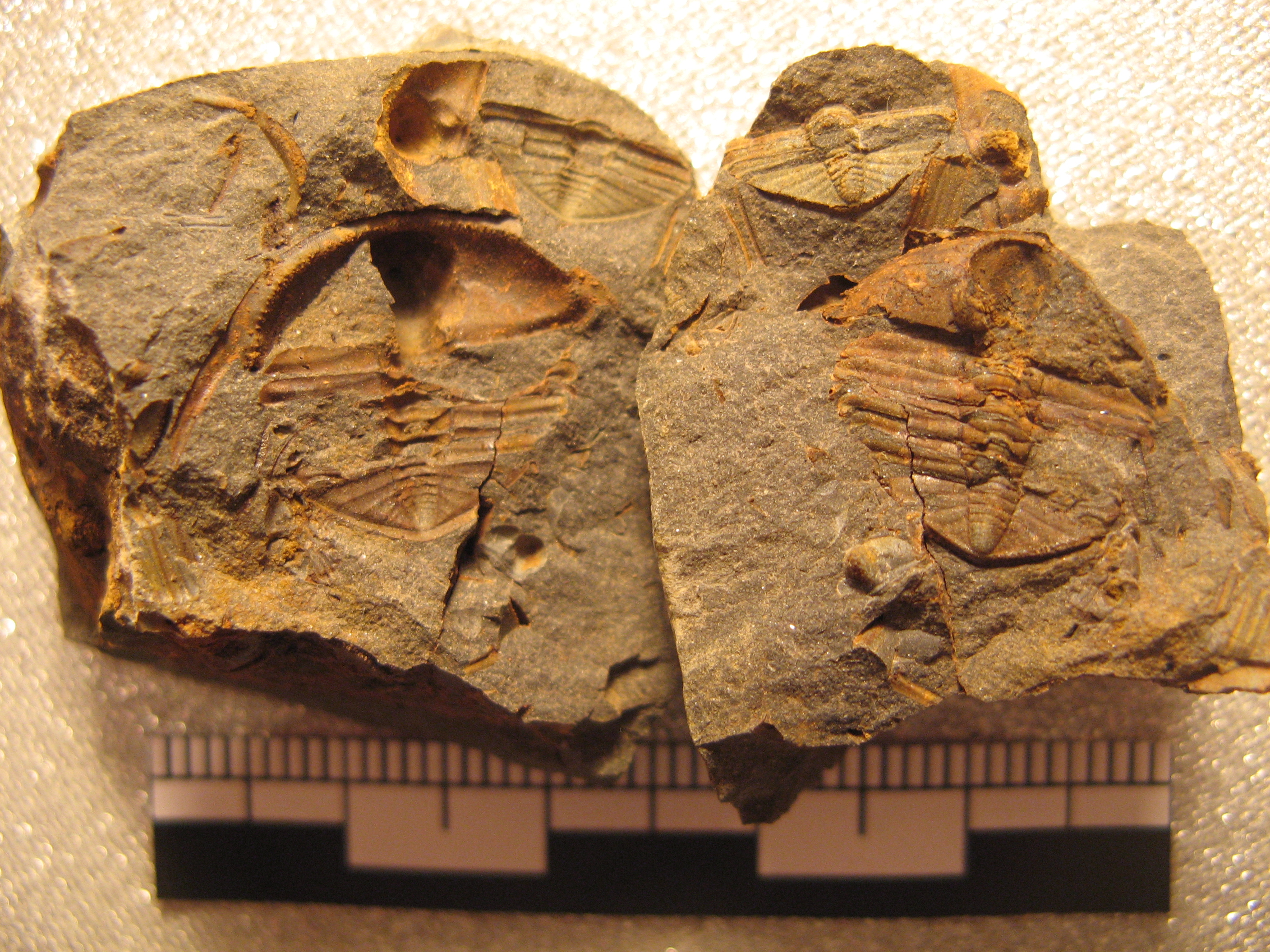 361 Těškov 22-10-2015 Trinucleoides reussi