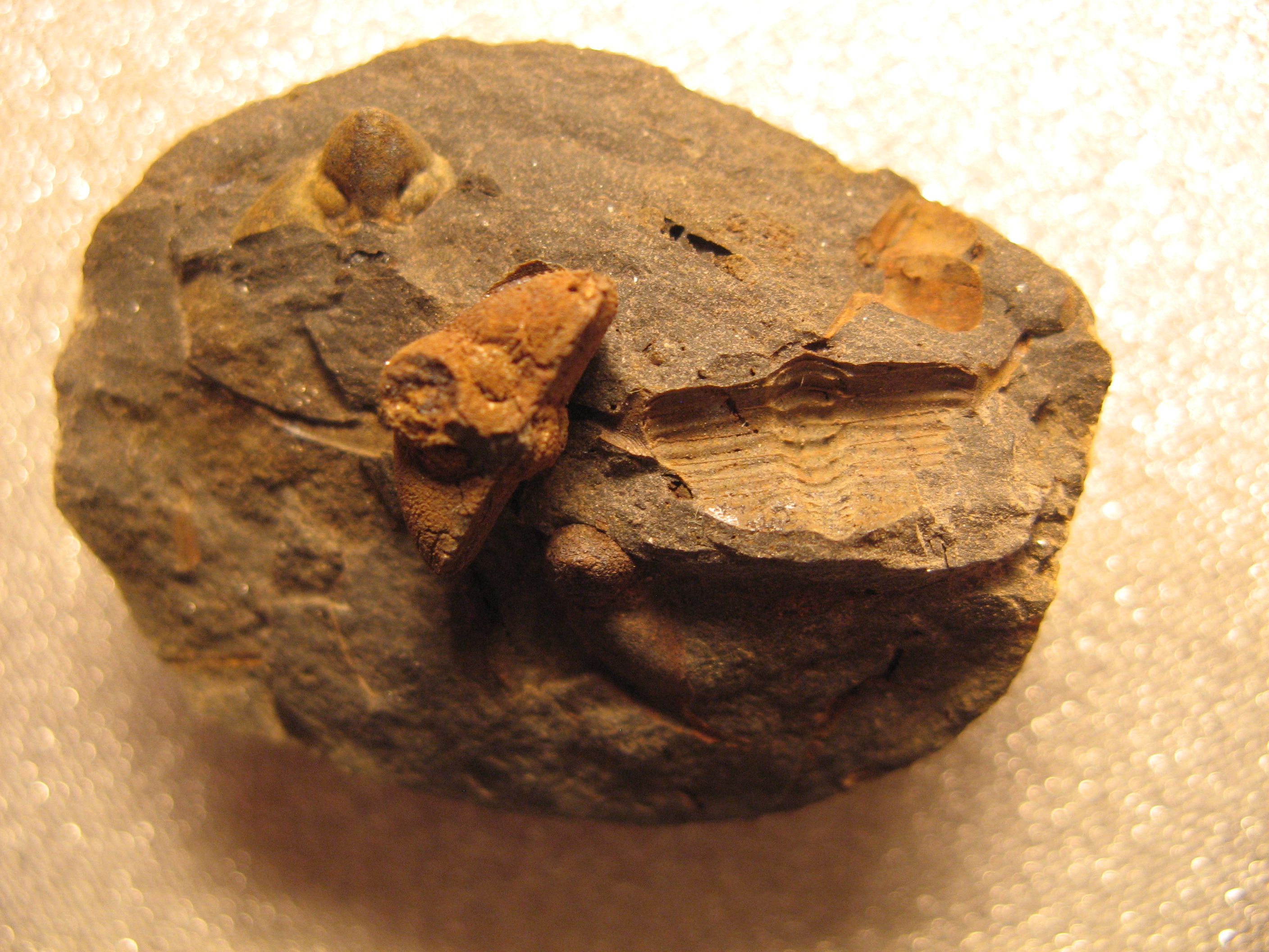 362 Těškov 22-10-2015 Trinucleoides reussi