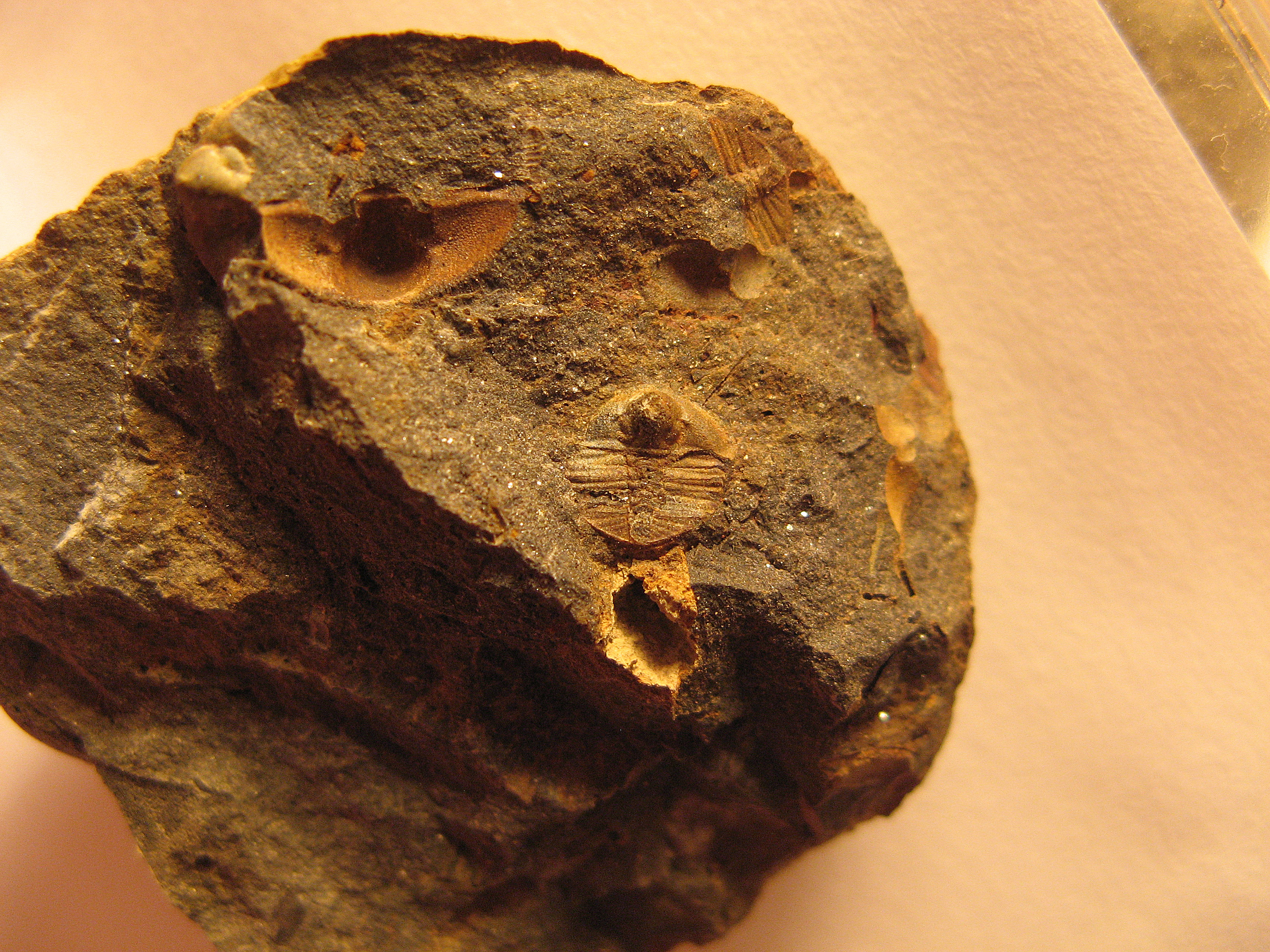 373 Rokycany-Díly 10-10-2015 Trinucleoides reussi