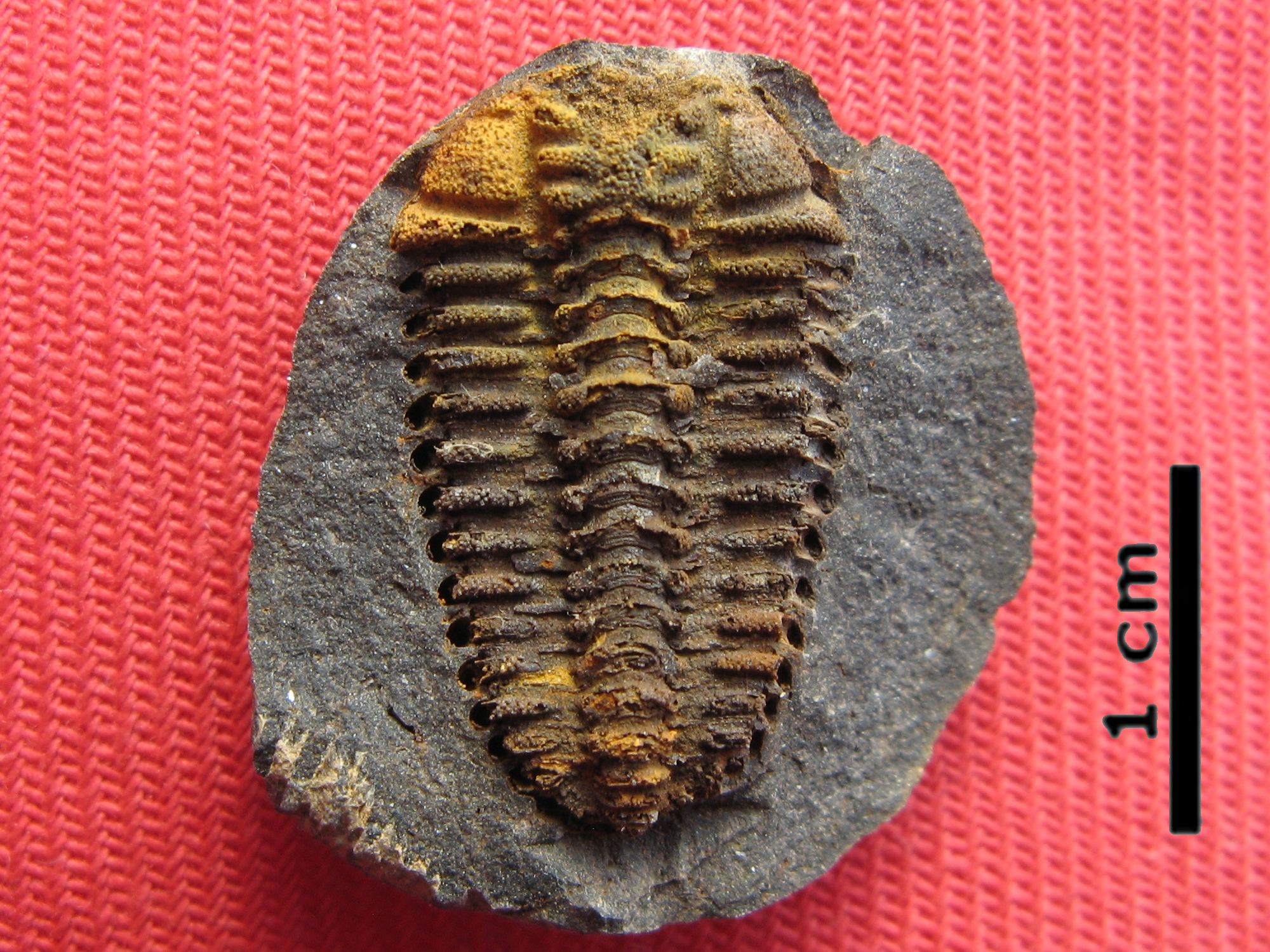 396 Těškov 31-7-2016 02AM Placoparia cambriensis