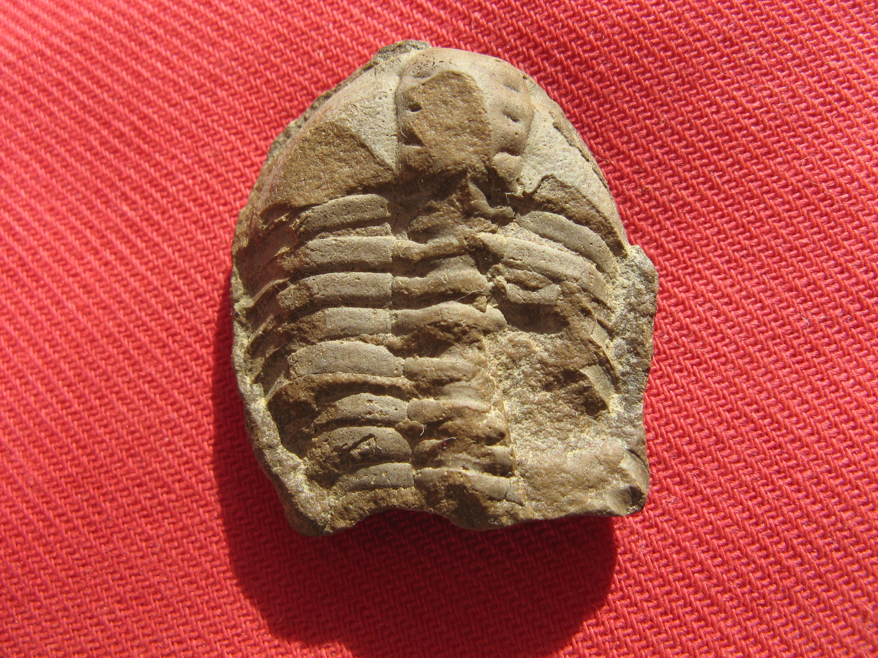 436 Osek 7-10-2017 02 Areiaspis barrandei