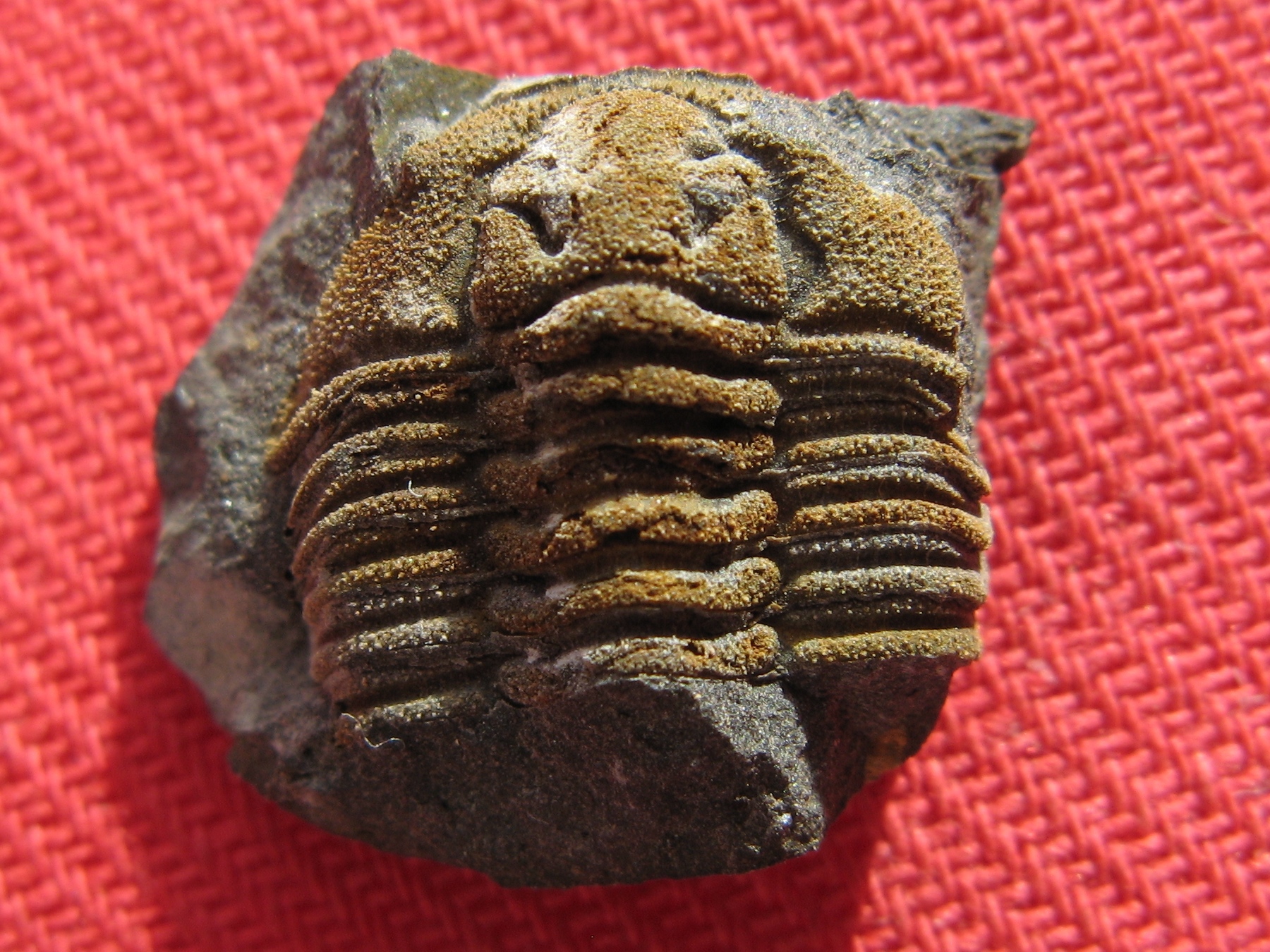 437 Osek 7-10-2017 03 Prionocheilus vokovicencis