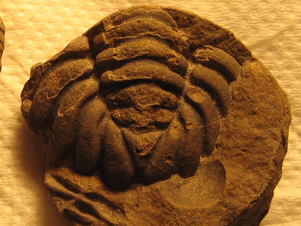 440 Díly 4-11-2017 02 Pliomerops senilis