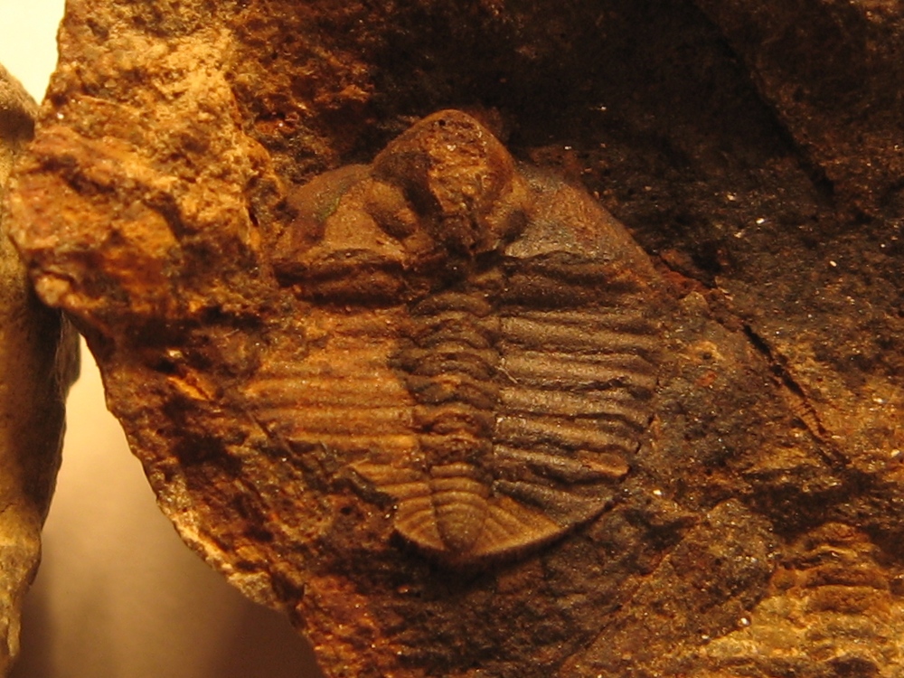 442 Díly 10-10-2017 01 Trinucleoides reussi