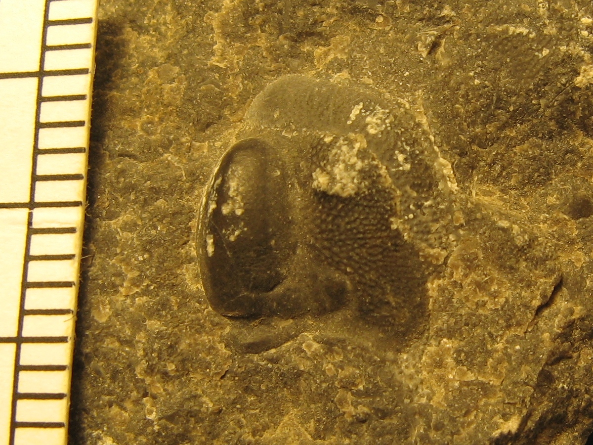 061 Mušlovka 21.8.2014 Bohemoharpes ovatus