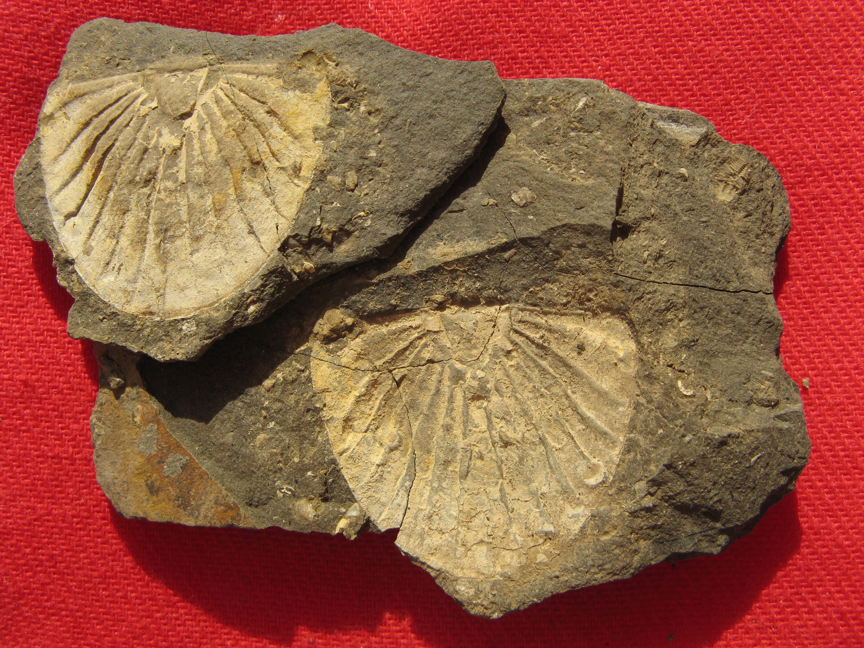 063 Loděnice 2-4-11 02 Planiscutellum planum