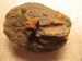 362 Těškov 22-10-2015 Trinucleoides reussi