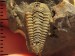 366 Rokycany-Díly 10-10-2015 Colpocoryphe bohemica