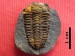 396 Těškov 31-7-2016 02AM Placoparia cambriensis
