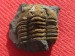 437 Osek 7-10-2017 03 Prionocheilus vokovicencis
