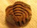 439 Osek 7-10-2017 08 Pliomerops senilis